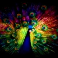 Peacock Blues 1184093 Image 0