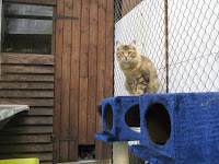 The Poynings Cat Boarding Hotel 1181633 Image 6