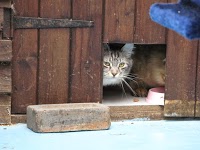 The Poynings Cat Boarding Hotel 1181633 Image 8